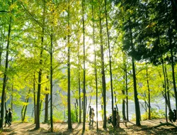 From Seoul: Nami Island & The Garden of Morning Calm Day Trip